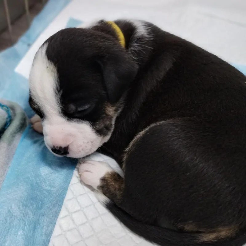 A baby small-sized female Black Hound dog named Miami Puppy  Lydia for adoption in Fairfax Station, VA