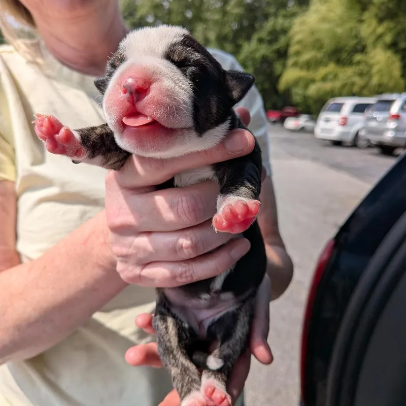 Miami Puppy  Lydia thumbnail 2