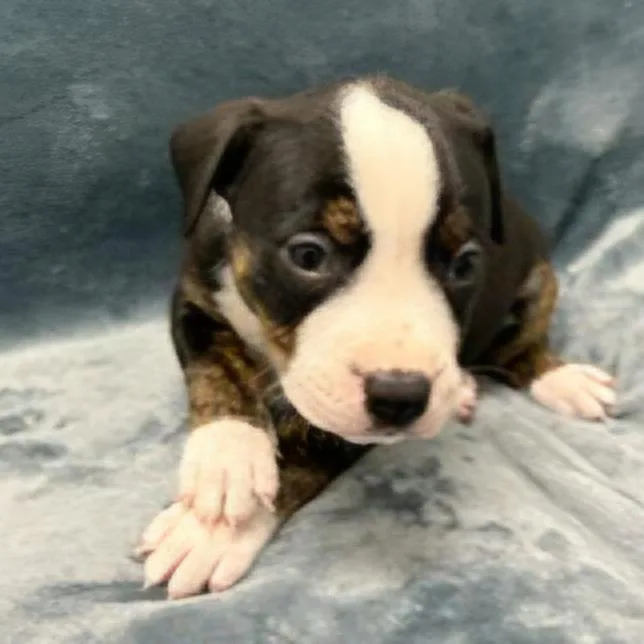 Miami Puppy  Lydia thumbnail 3