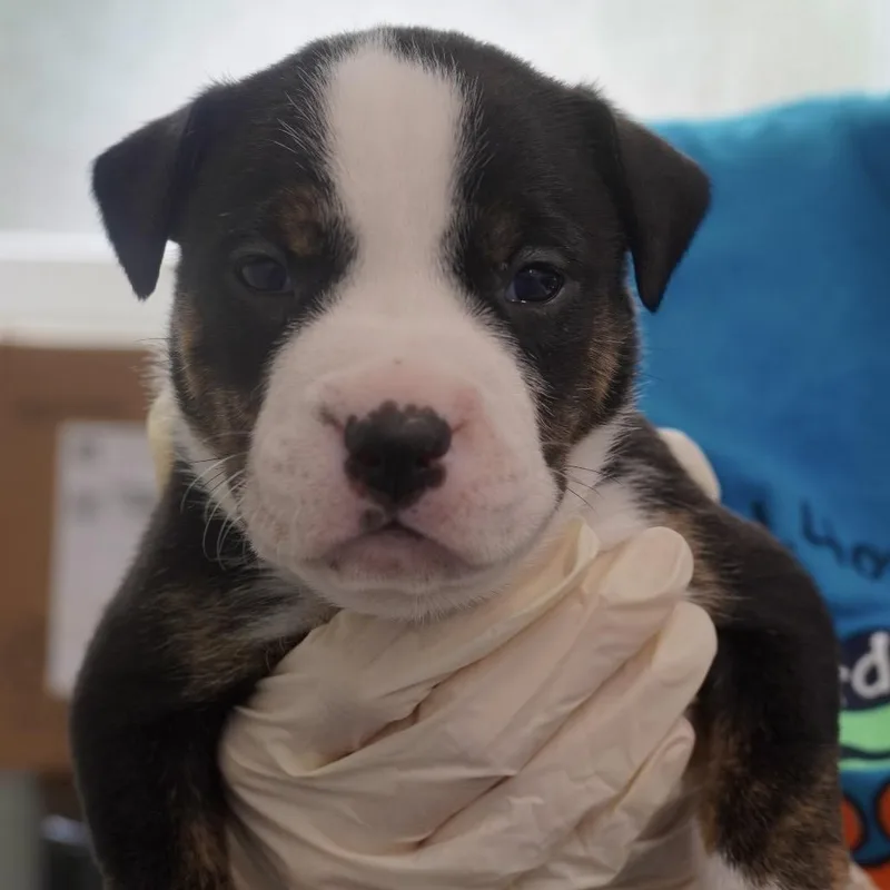 Miami Puppy  Lydia thumbnail 4