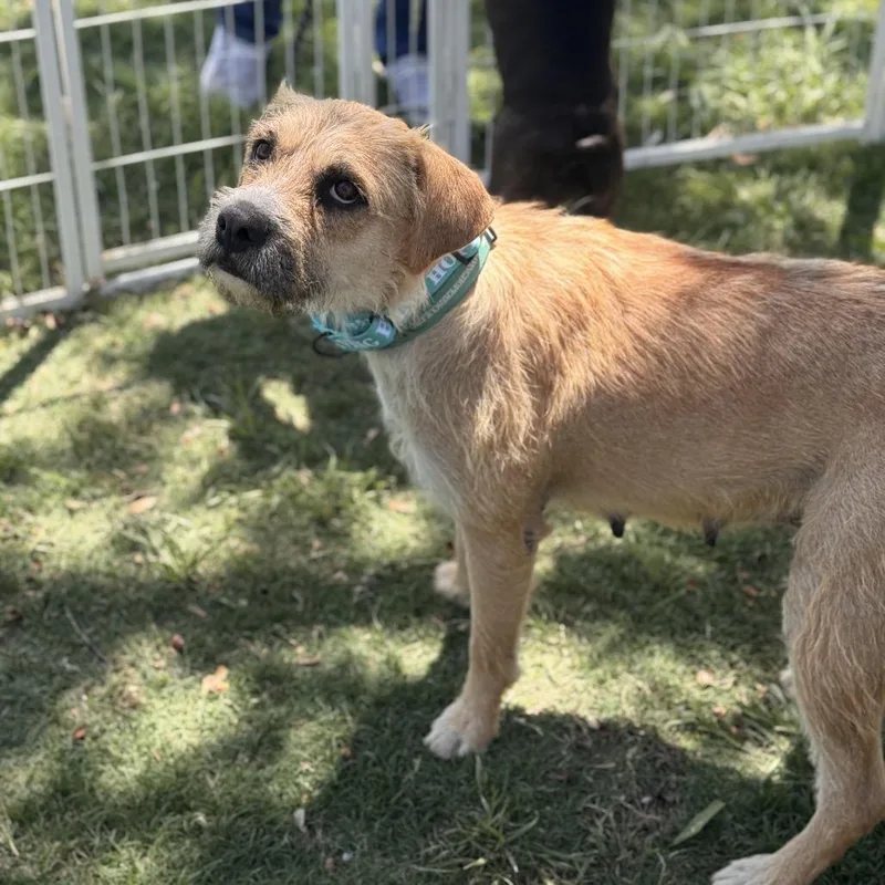 An adult medium-sized female Yellow / Tan / Blond / Fawn Terrier dog named Marianna for adoption in Tacoma, WA