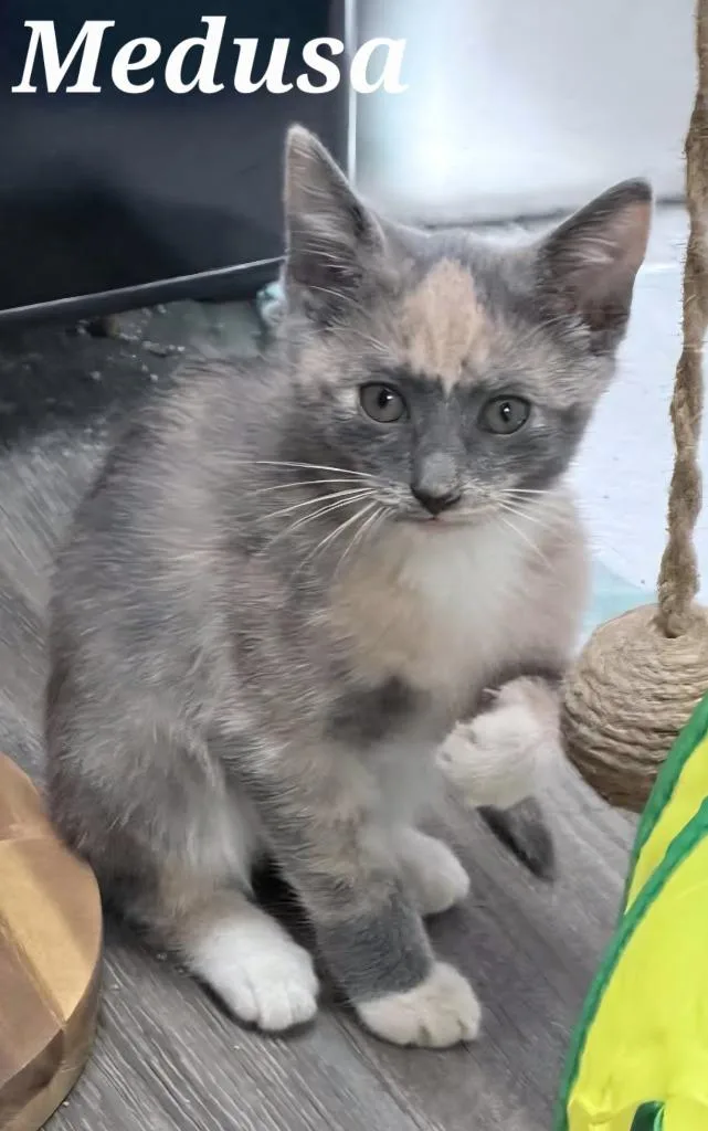 A baby small-sized female Domestic Short Hair cat named Medusa for adoption in Rutherfordton, NC