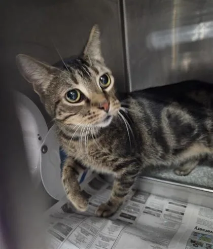 An adult medium-sized male Domestic Short Hair cat named Fang for adoption in Largo, FL