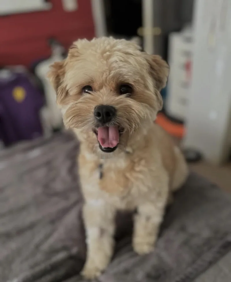 An adult small-sized male Havanese dog named Goofy for adoption in Pasadena, CA