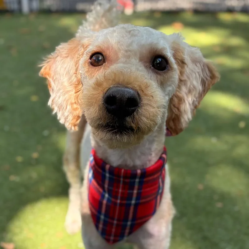 An adult small-sized male Golden Retriever dog named Milo for adoption in Providence, RI