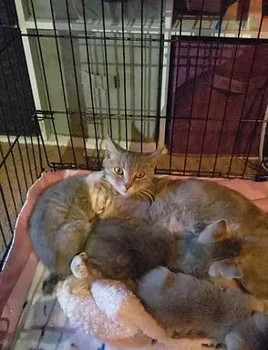 A young small-sized female Tabby (Gray / Blue / Silver) Domestic Short Hair cat named Gracie for adoption in Phoenix, AZ