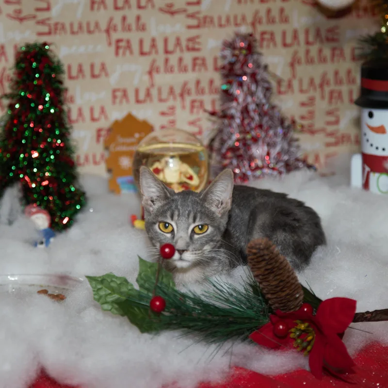 Gracie thumbnail 6