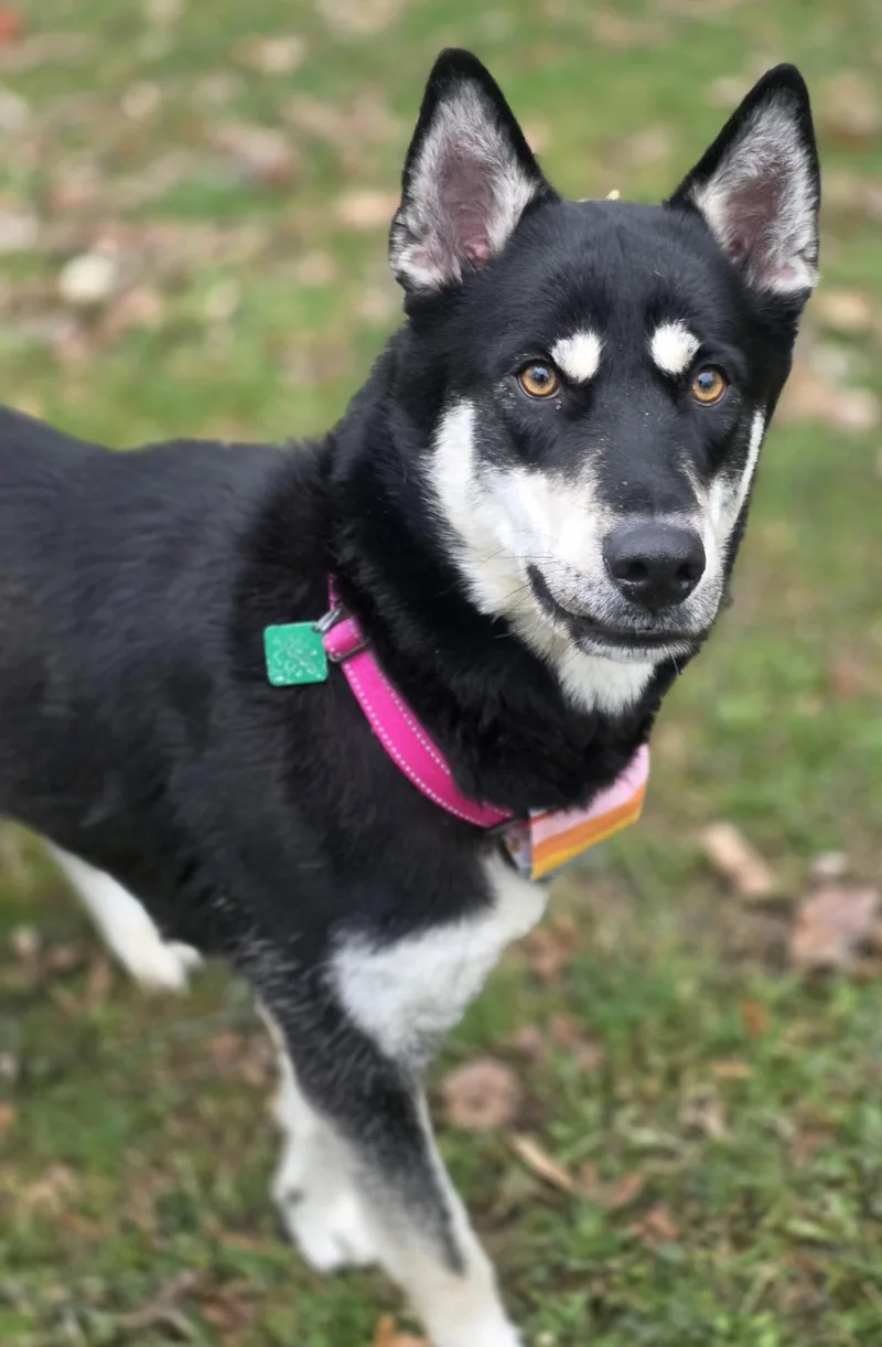 An adult large-sized female Shepherd dog named Stormi BIG GIRL for adoption in Oxford, MI