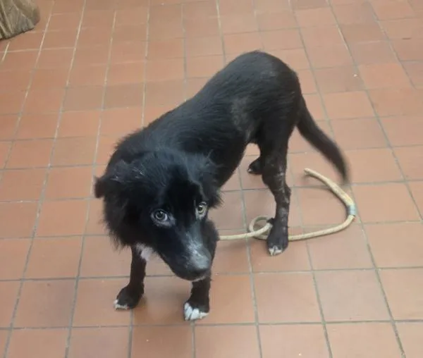 A young medium-sized male Border Collie dog named Hansel for adoption in Salisbury, MD