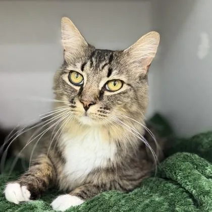 A young small-sized male Black Domestic Medium Hair cat named Whiskey for adoption in Atlanta, GA