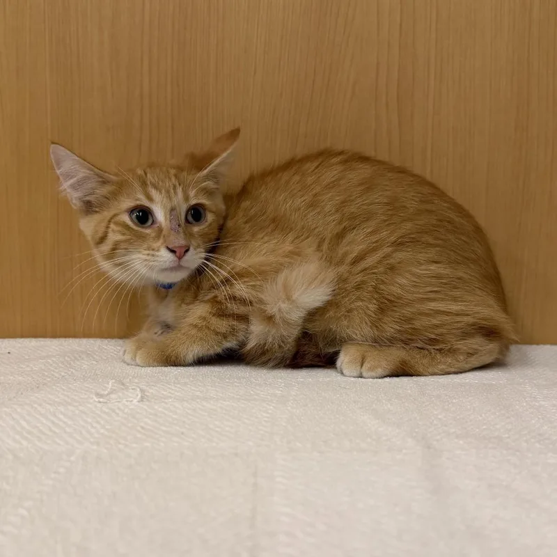 A baby small-sized male Orange / Red Domestic Short Hair cat named Andrew for adoption in Saint Louis, MO