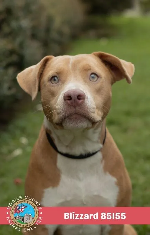 An adult medium-sized female Yellow / Tan / Blond / Fawn Pit Bull Terrier dog named Blizzard for adoption in Mobile, AL