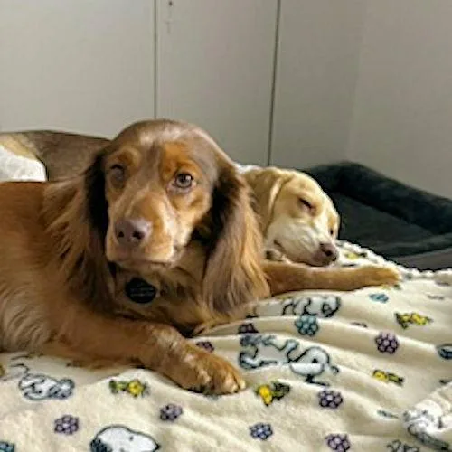 Moose and Gypsy thumbnail 2