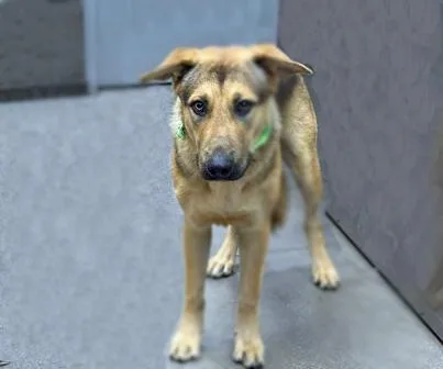 A young large-sized male German Shepherd Dog dog named Ace Cluck for adoption in Tucson, AZ