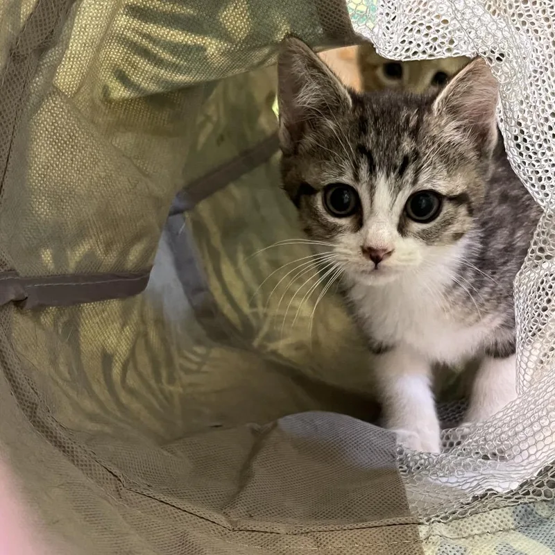 A baby small-sized female White Domestic Short Hair cat named Joni Mitchell for adoption in Baker City, OR