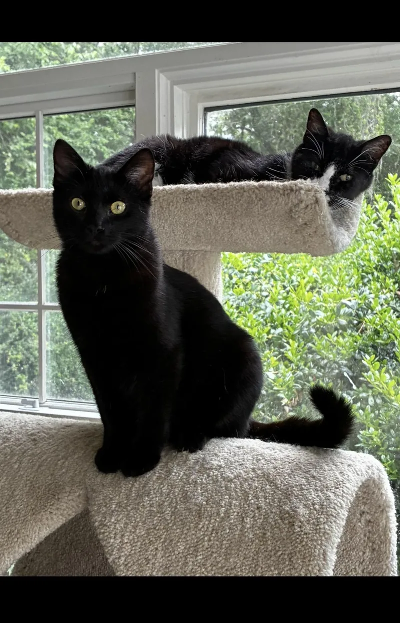 A baby medium-sized male Black Bombay cat named Jack for adoption in Mobile, AL