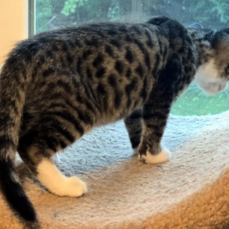 A baby medium-sized male Domestic Short Hair cat named Tony for adoption in Wadsworth, OH
