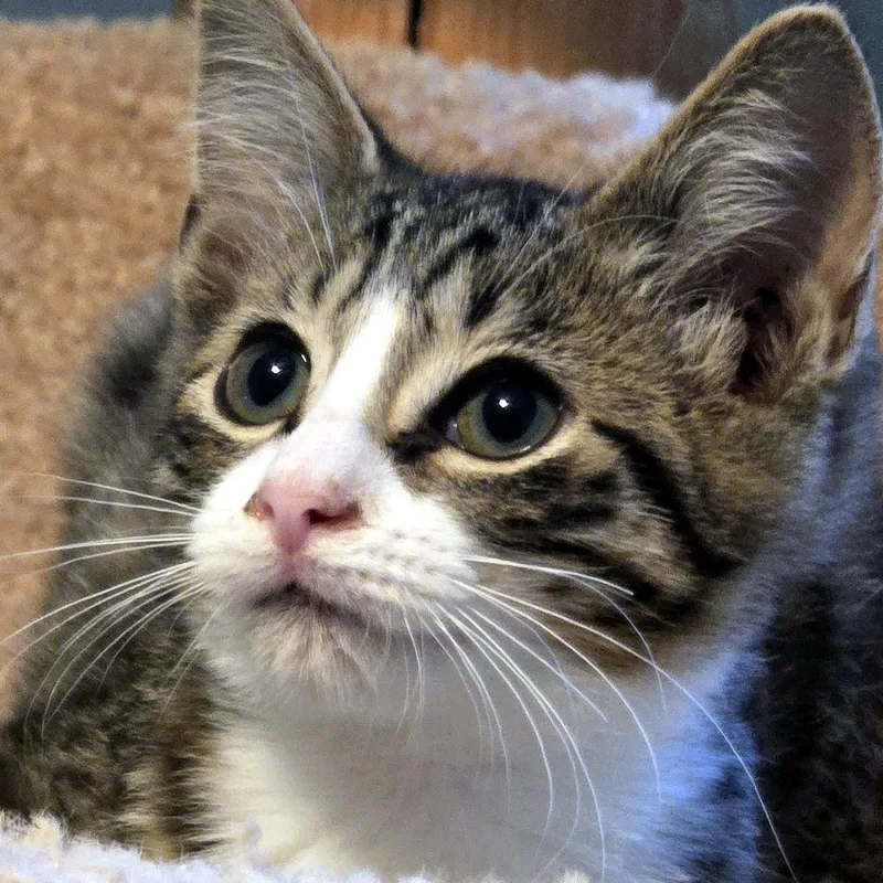 Tony thumbnail 3