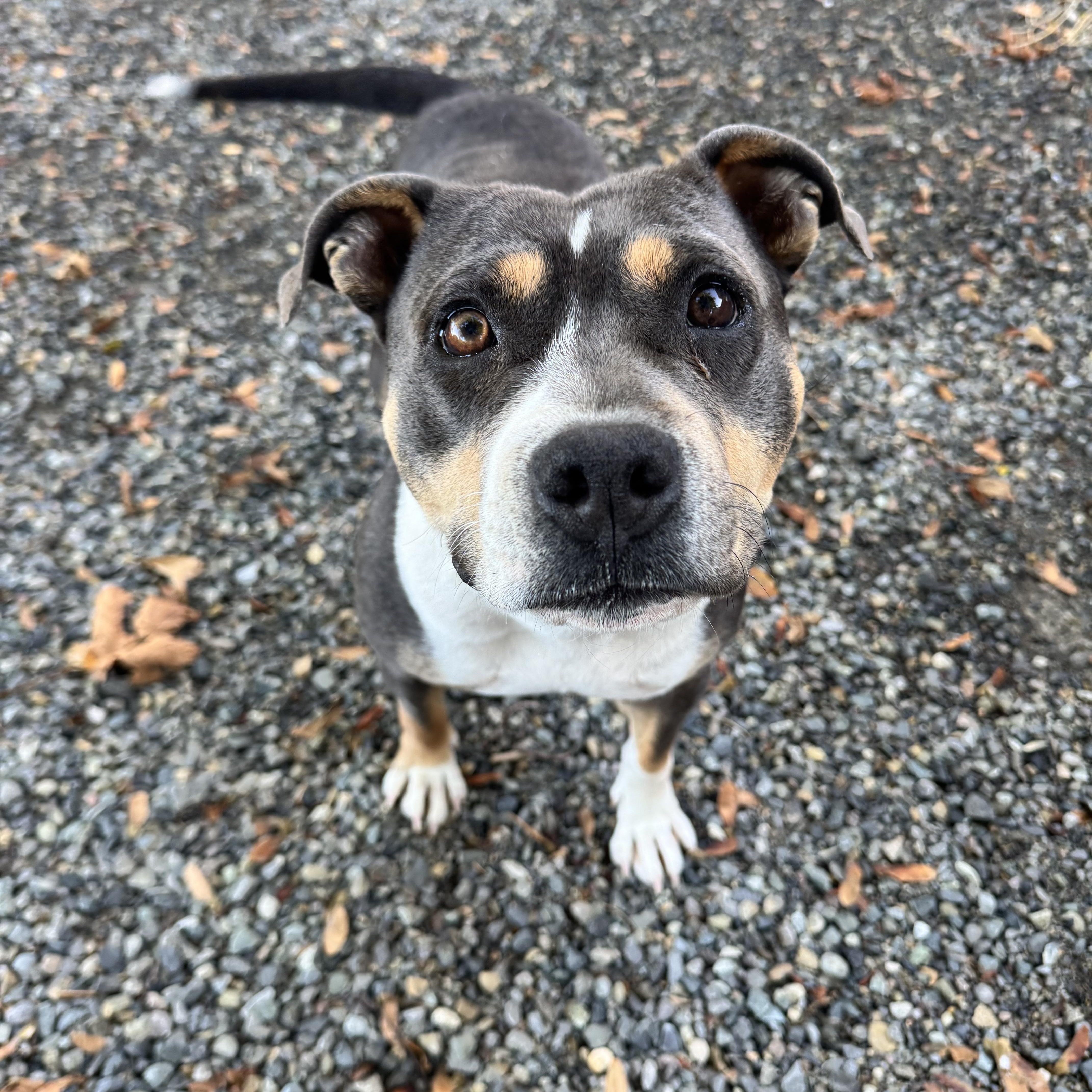 An adult medium-sized female American Bully dog named Girly for adoption in Olympia, WA