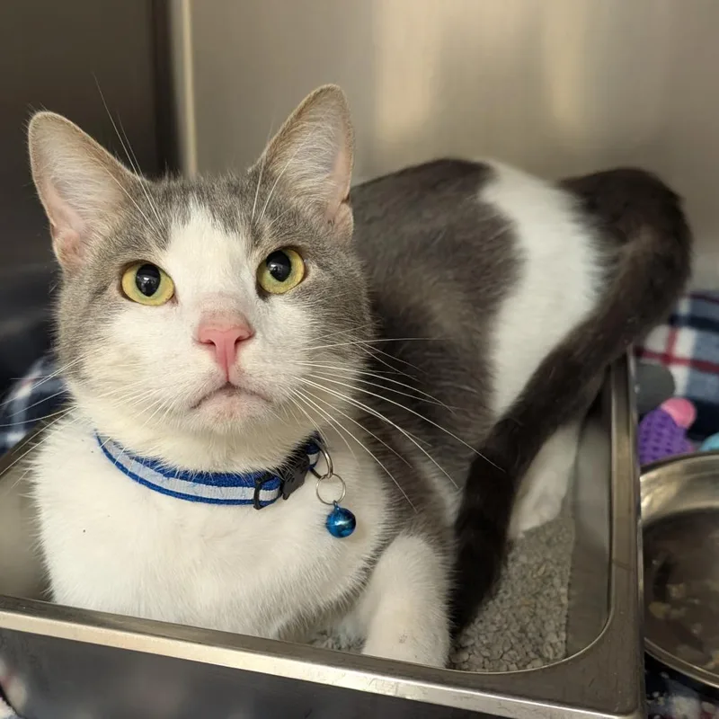 An adult large-sized male Gray / Blue / Silver Domestic Short Hair cat named Loki for adoption in Shinnston, WV