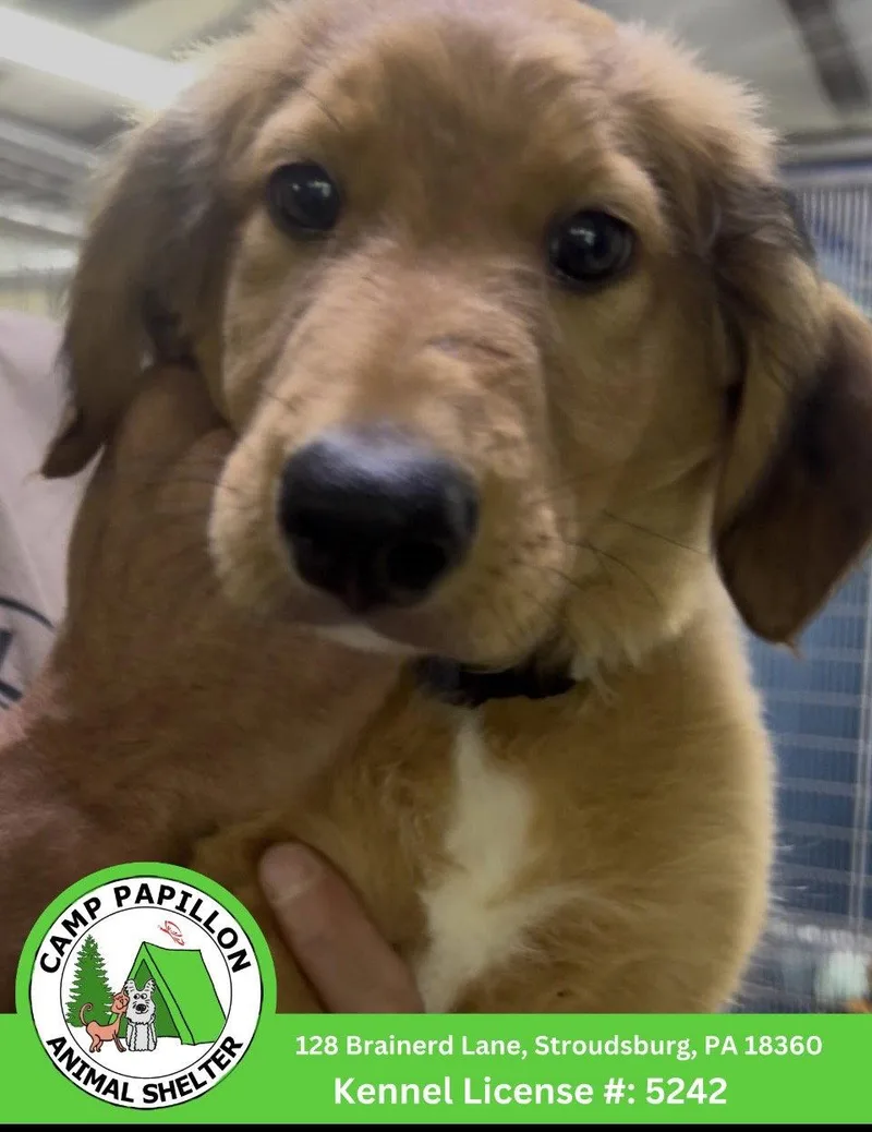 A young medium-sized male English Shepherd dog named Vader for adoption in Stroudsburg, PA