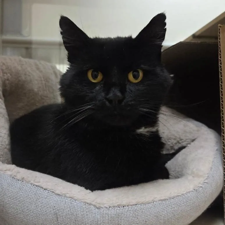 A senior large-sized male Black Domestic Medium Hair cat named Jake for adoption in Ballston Spa, NY
