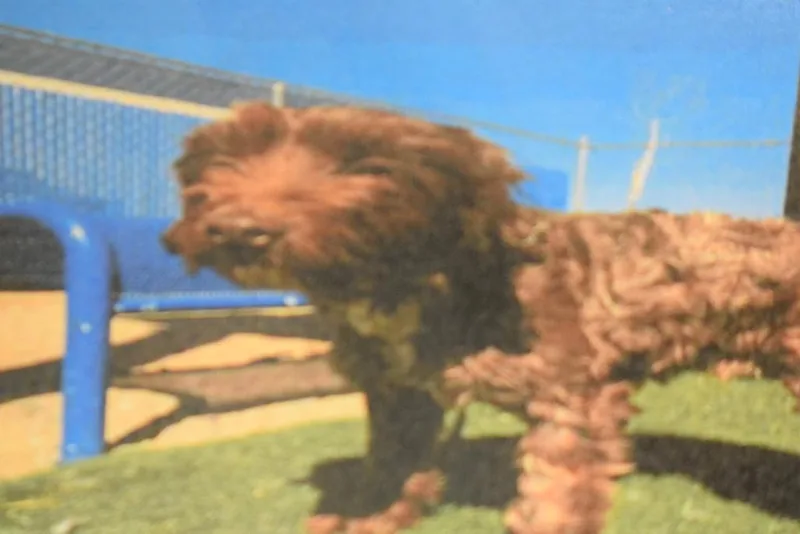 A young small-sized male Standard Poodle dog named Toto for adoption in Pahrump, NV