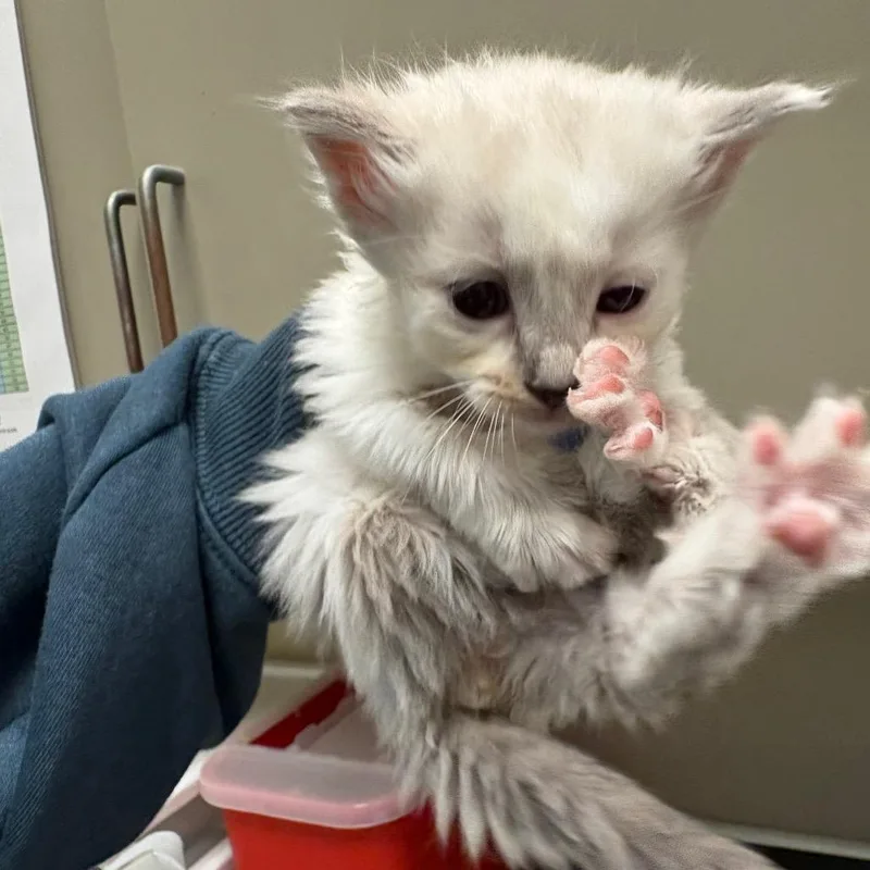 A baby small-sized male White Domestic Short Hair cat named Gragas for adoption in Columbus, GA