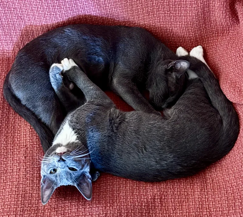 Chloe And Socks thumbnail 2