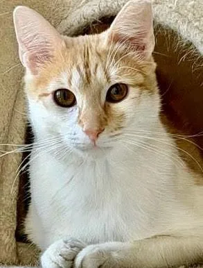 A young medium-sized male Orange & White Tabby cat named Murphy for adoption in Churchville, PA