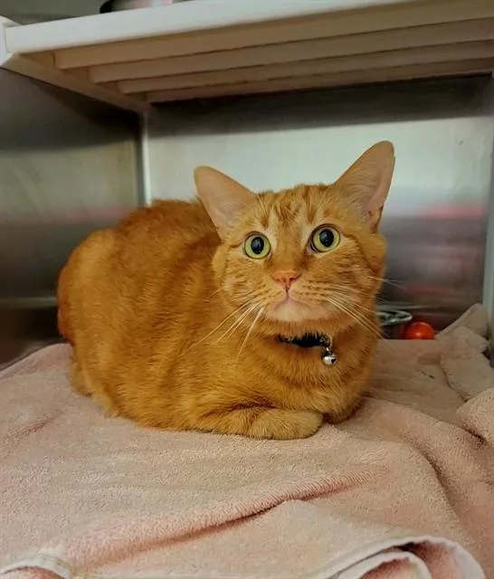 A senior medium-sized male Domestic Short Hair cat named Butters for adoption in Saint Peters, MO