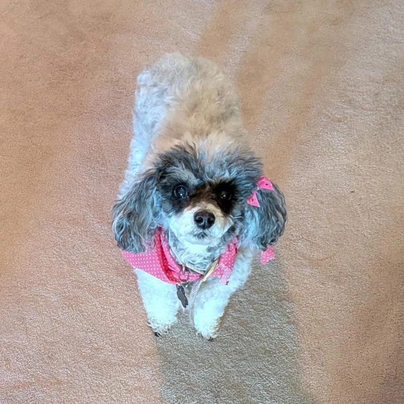 A senior small-sized female White / Cream Poodle (Toy) dog named Callie for adoption in Sonora, CA