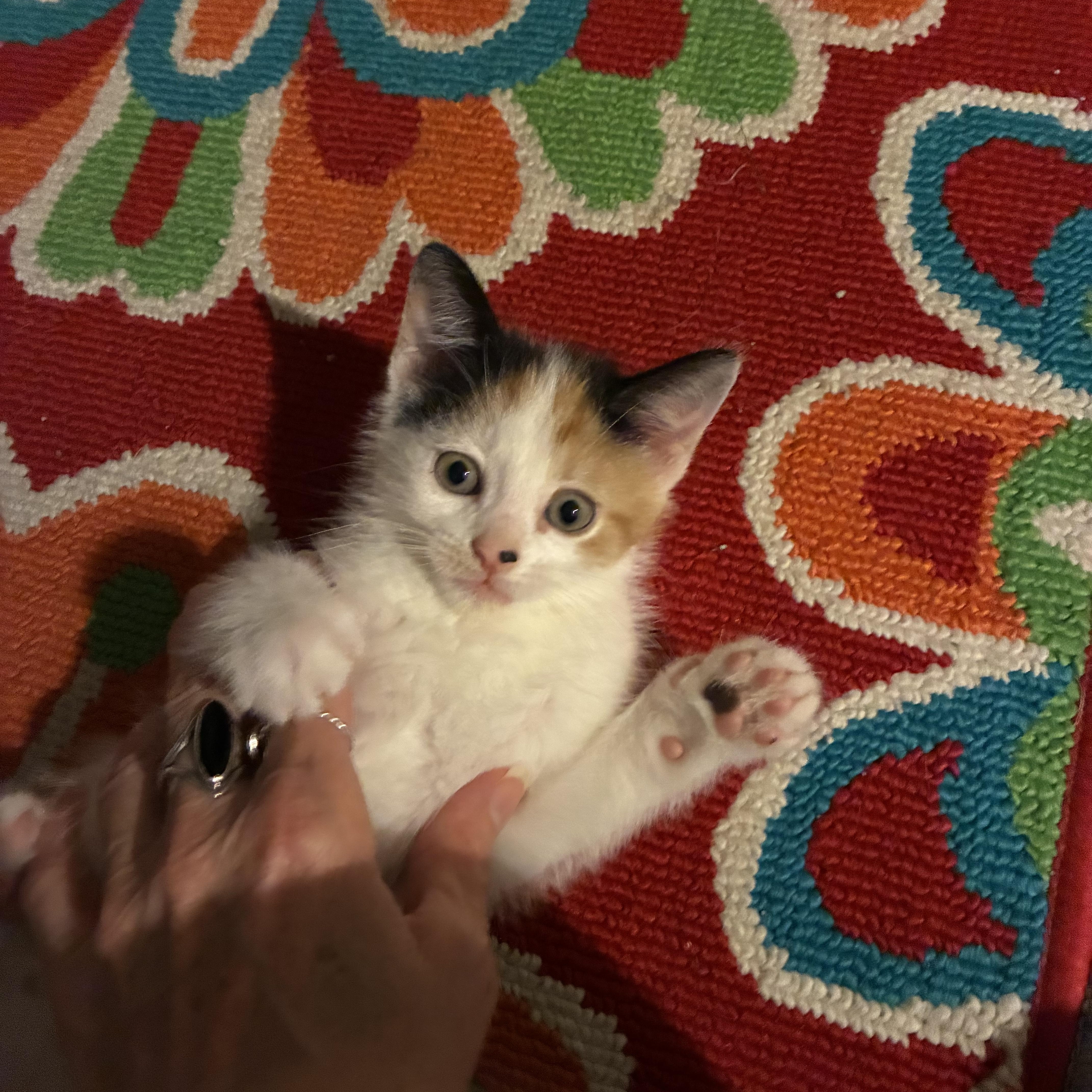 A baby medium-sized female Calico Domestic Short Hair cat named Freckle for adoption in Pittsburgh, PA