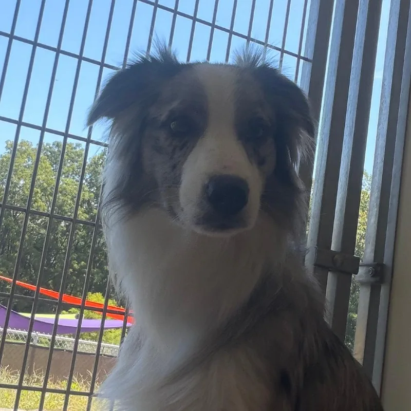 A young medium-sized male White / Cream Australian Shepherd dog named Bear for adoption in Nashville, IN