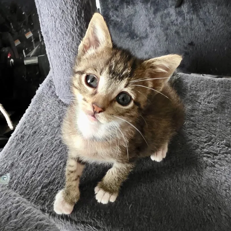 A baby small-sized female Tabby cat named Portia for adoption in San Pedro, CA