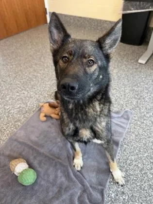 An adult medium-sized female German Shepherd Dog dog named Starling for adoption in Westland, MI