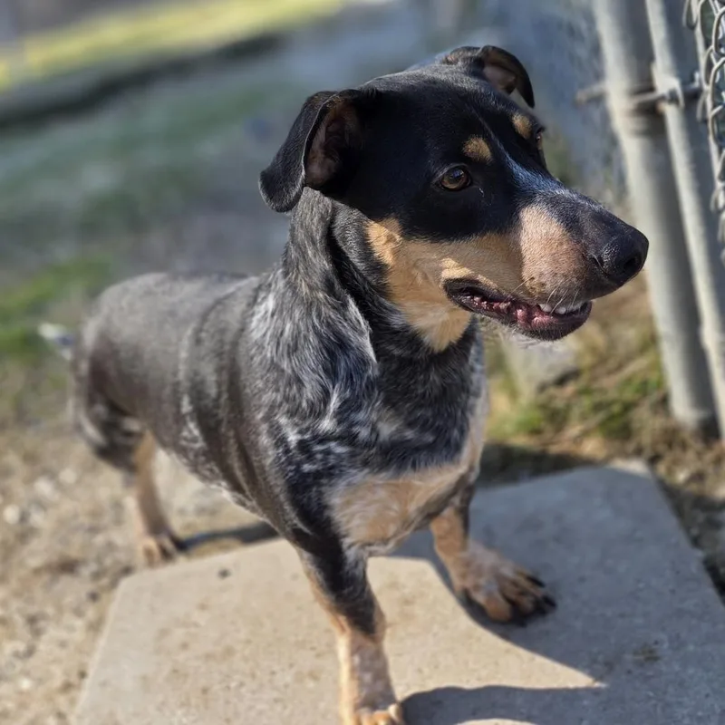 An adult medium-sized male Gray / Blue / Silver Australian Cattle Dog / Blue Heeler dog named Negan for adoption in Pittsford, VT