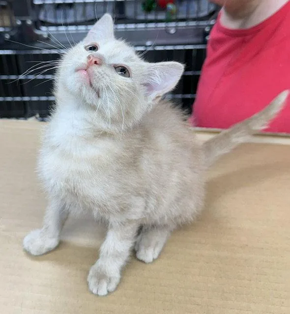 A baby medium-sized male Buff / Tan / Fawn Domestic Short Hair cat named Sir Lixalot for adoption in Herndon, VA