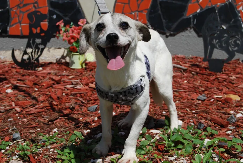 An adult small-sized male Chihuahua dog named Alban for adoption in Miami, FL