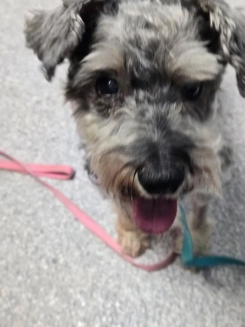 An adult small-sized female Gray / Blue / Silver Miniature Schnauzer dog named Gemma for adoption in Littleton, CO
