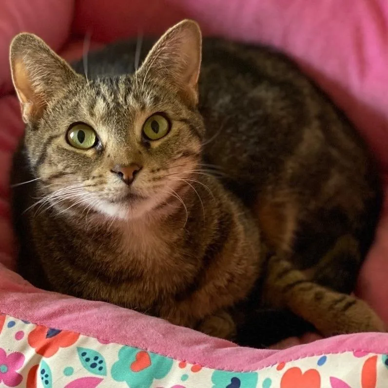An adult small-sized female Brown / Chocolate Domestic Short Hair cat named Olivia for adoption in Goshen, IN