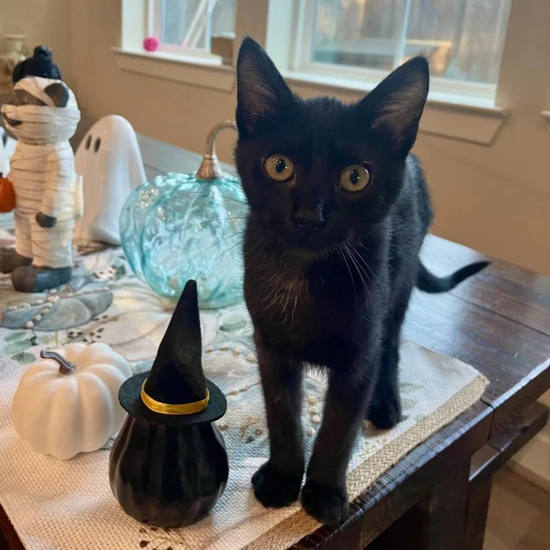 A young small-sized male Black Domestic Short Hair cat named Bean for adoption in Houston, TX