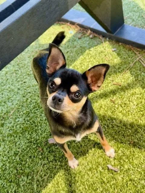 An adult small-sized male Miniature Pinscher dog named Hamlyn for adoption in Alpharetta, GA