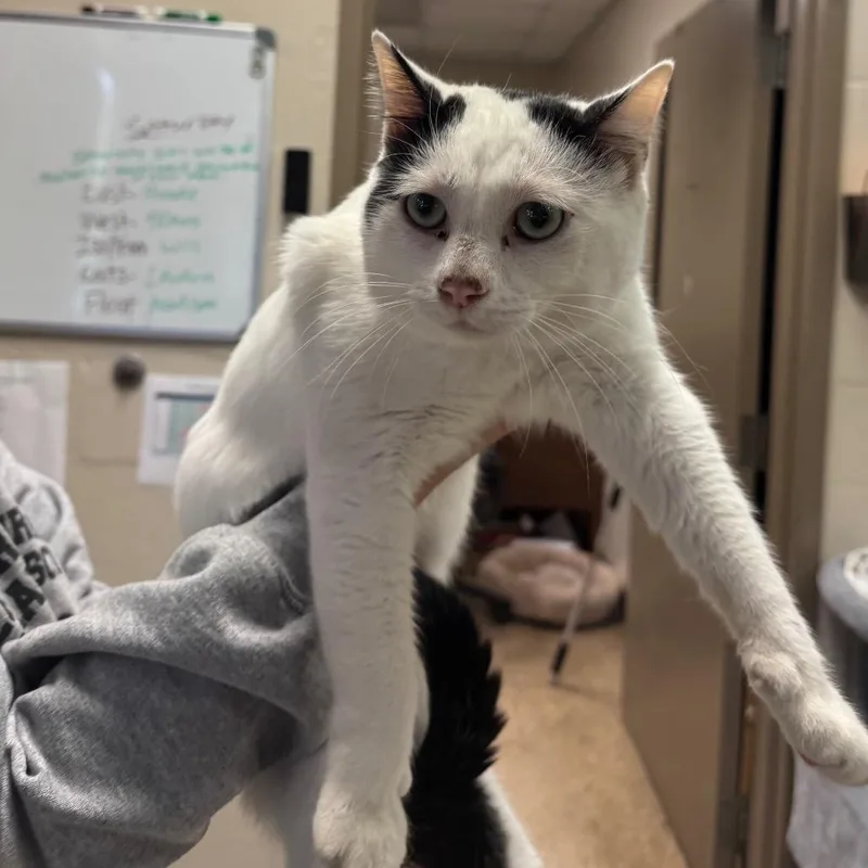 An adult medium-sized male White Domestic Short Hair cat named Darcy for adoption in Birmingham, AL