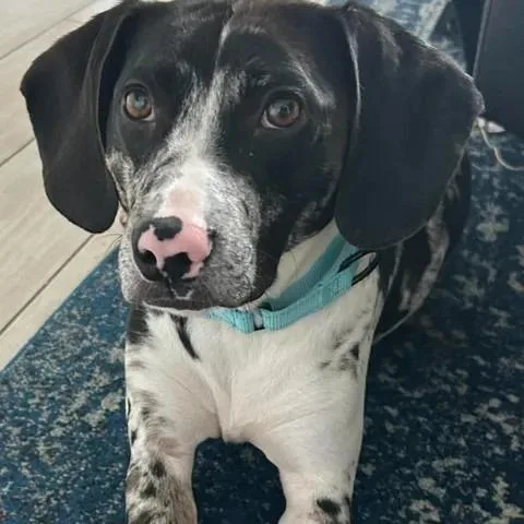 A young medium-sized male Brindle Beagle dog named Brody for adoption in Myrtle Beach, SC