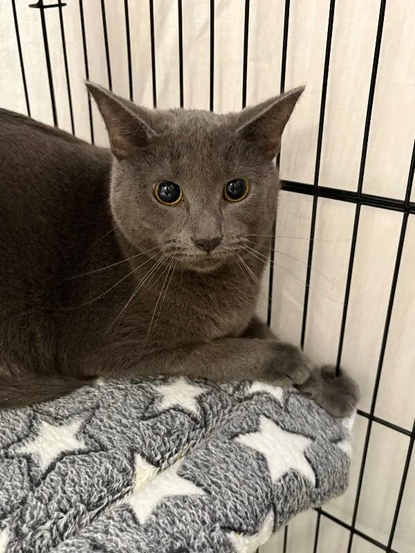 An adult medium-sized male Gray / Blue / Silver Domestic Short Hair cat named Nicholas for adoption in Cincinnati, OH