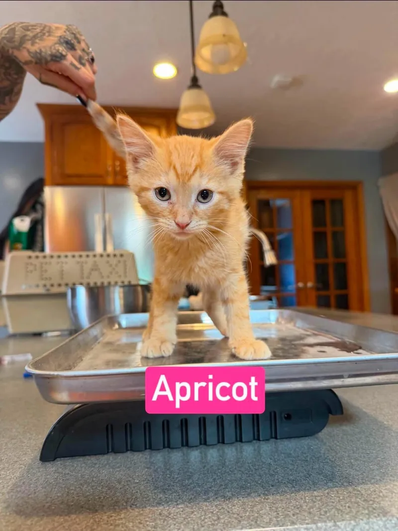 A baby medium-sized female Domestic Short Hair cat named Apricot for adoption in Salamanca, NY