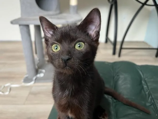A baby medium-sized male Black Domestic Short Hair cat named Binx My Baby Boy for adoption in Eagle Point, OR