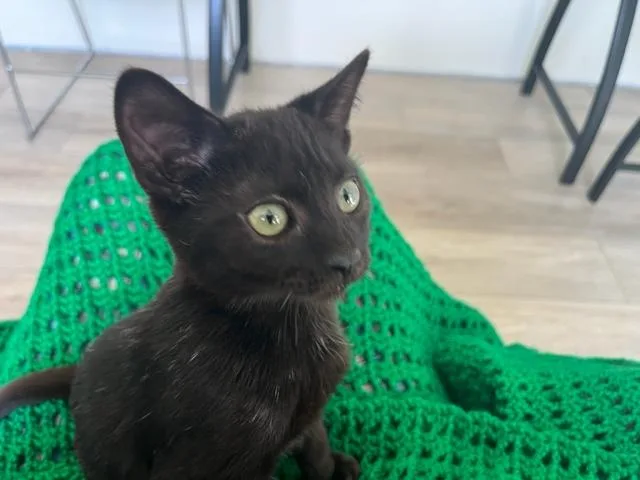 Binx My Baby Boy thumbnail 2