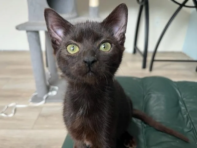 Binx My Baby Boy thumbnail 4